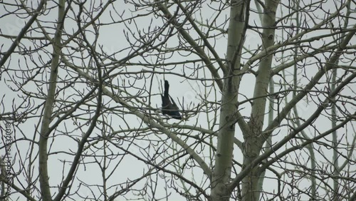 Grackle bird in bare tree branches at spring cloudy day