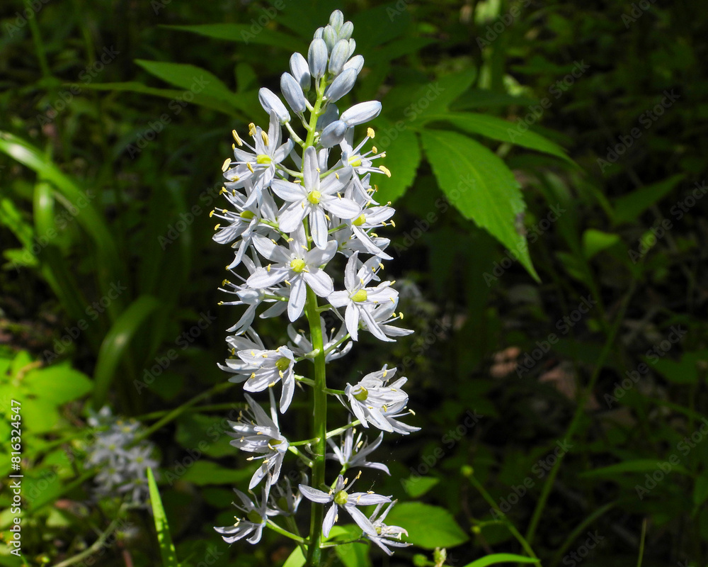 Camassia scilloides (Wild Hyacinth) Native North American Prairie Spring Wildflower Camassia scilloides (Wild Hyacinth) Native North American Prairie Spring Wildflower