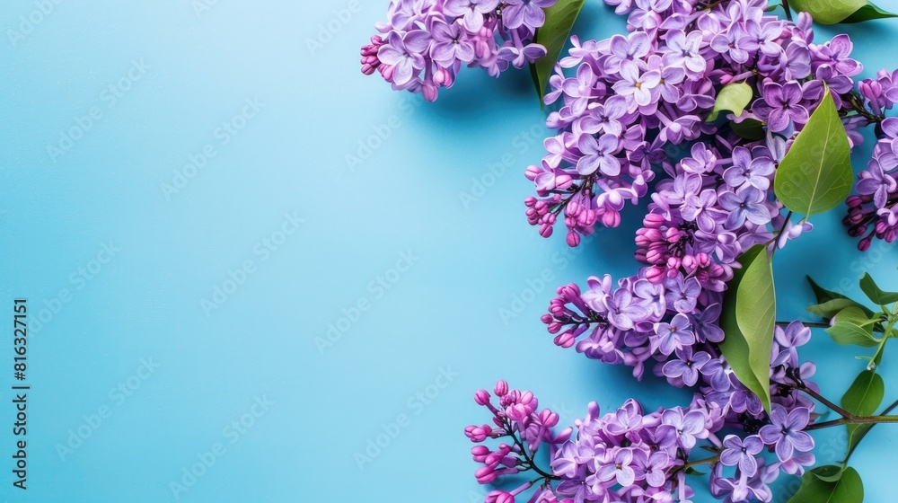 Beautiful lilac flowers against blue backdrop Perfect for spring themed creations Beautiful lilac flowers against blue backdrop Perfect for spring themed creations