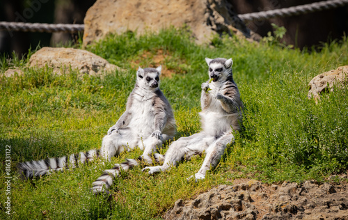 Lemurs from Madagascar sunning themselves at a zoo in Alabama.