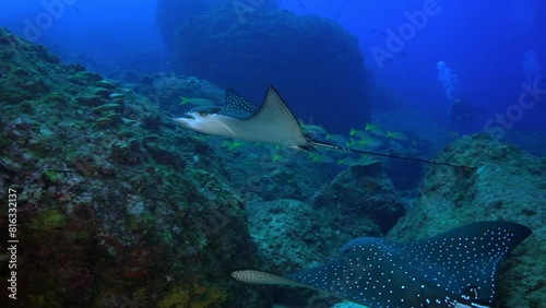 Spotted eagle rays (Aetobatus narinari) navigating through a coral valley with bluestripe snappers (Lutjanus kasmira). Wide slow motion shot highlights  dynamic ecosystem of Cocos Island. photo