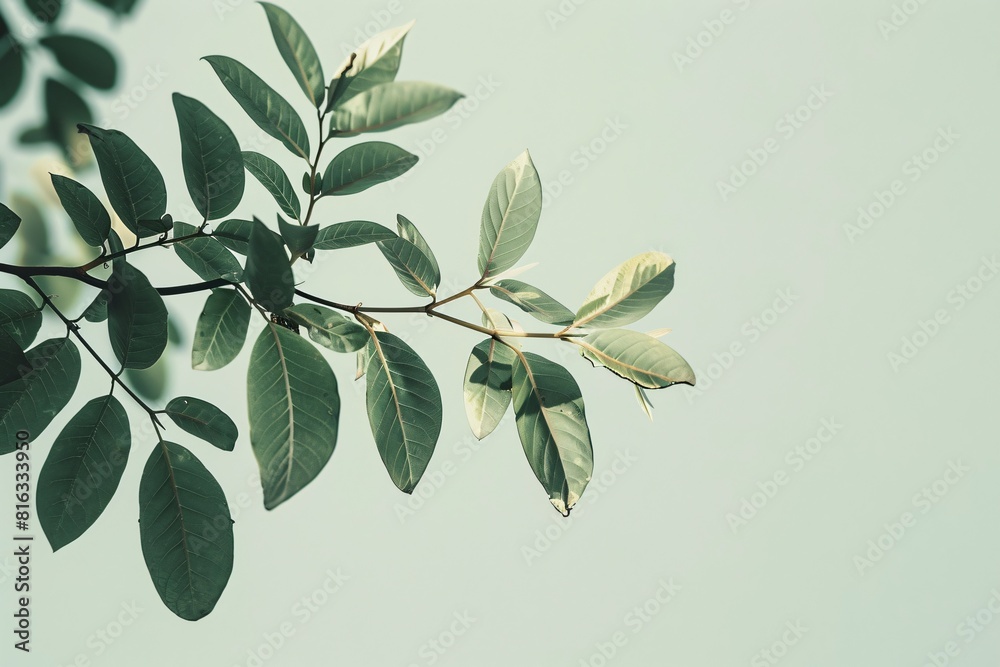 Serene Nature: A Tree Branch with Bright Green Leaves against a Soft Blurred Background Serene Nature: A Tree Branch with Bright Green Leaves against a Soft Blurred Background