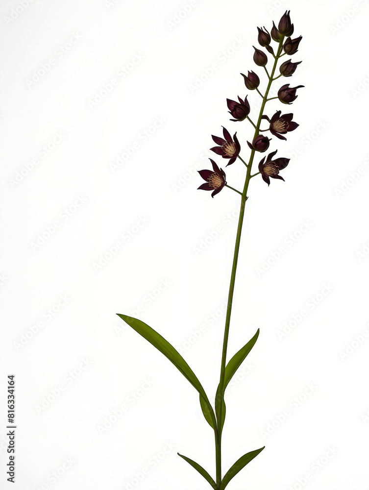 Fototapeta premium Wildflowers