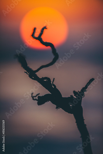 small tree against the background of the red sun at sunset