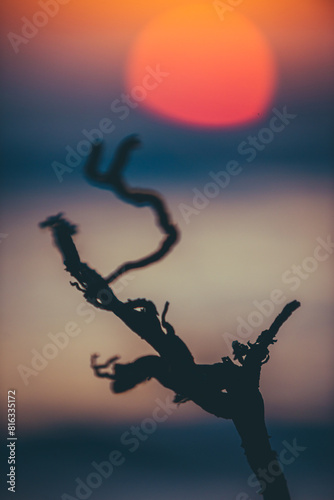 small tree against the background of the red sun at sunset