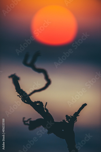 small tree against the background of the red sun at sunset