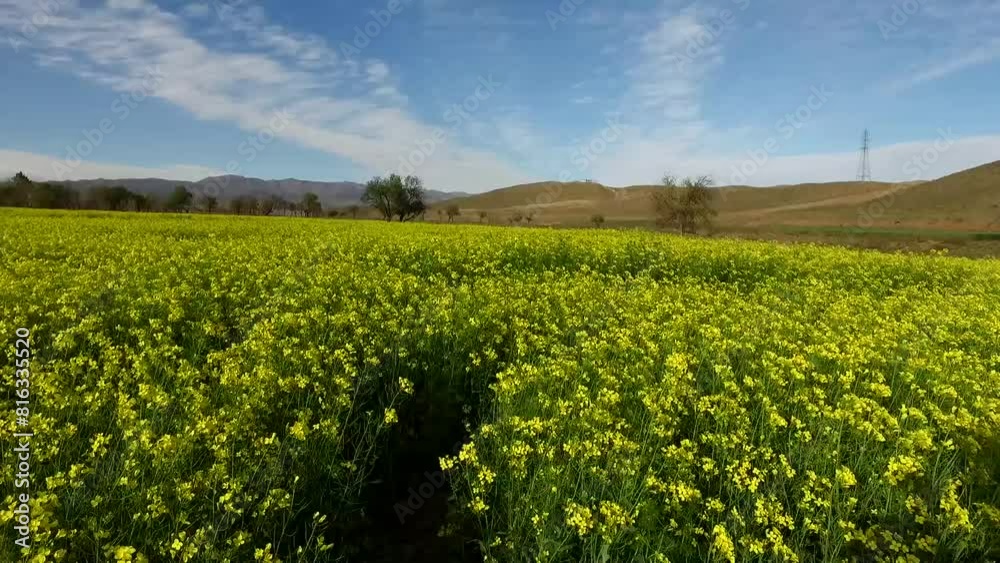 a rapeseed farmland., as the vibrant yellow flowers sway gently in the wind, their petals dancing under the blue sky. a rapeseed farmland., as the vibrant yellow flowers sway gently in the wind, their petals dancing under the blue sky.
