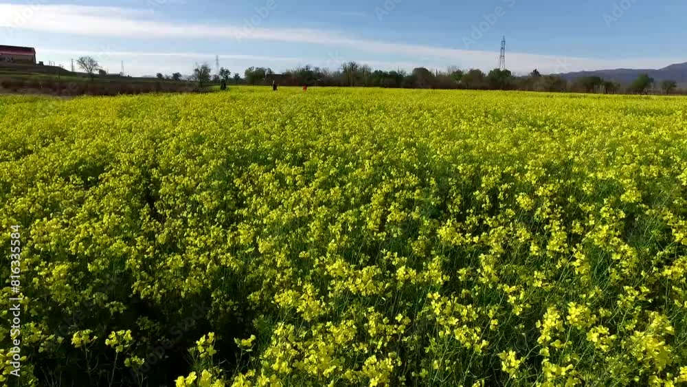vibrant yellow flowers of rapeseed plants, as the petals sway rapidly back and forth, responding to the gusts of wind. vibrant yellow flowers of rapeseed plants, as the petals sway rapidly back and forth, responding to the gusts of wind.