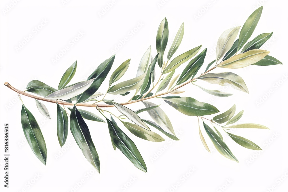 Stylized Watercolor Olive Branch