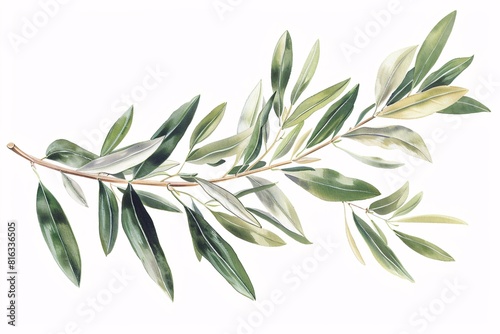 Obraz na płótnie Stylized Watercolor Olive Branch w salonie