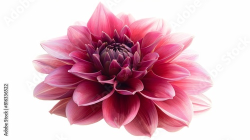 Dahlia flower isolated on white background