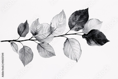 Obraz na płótnie Monochrome Autumn Leaves Print w salonie