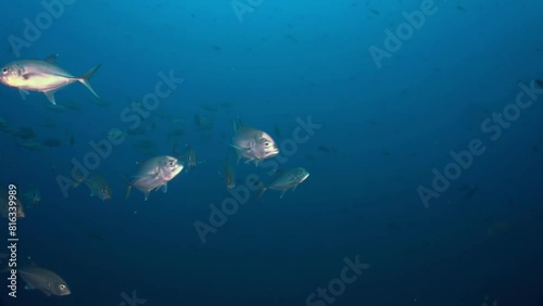 School of silver jacks (Caranx sexfasciatus) swimming in  deep blue waters of Cocos Island. ir metallic sheen contrasts beautifully with  surrounding water. Medium slow motion shot. photo