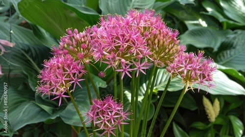 Flowering of Allium Christophii photo