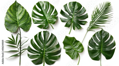 Set of Tropical leaves isolated on white background. Beautiful tropical exotic foliage AI generated