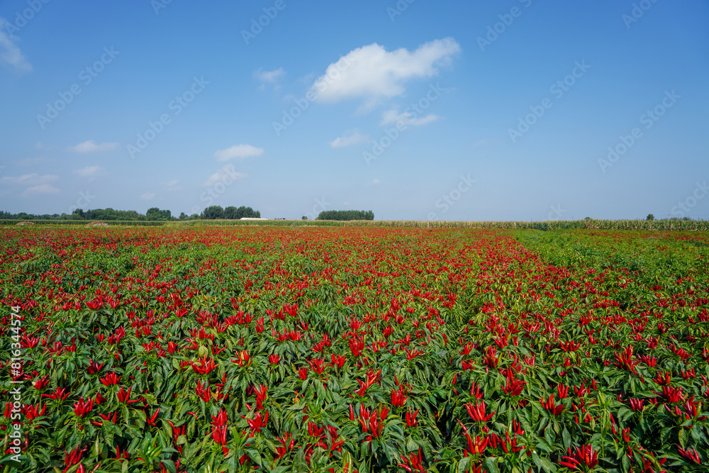 The vigorous growth of Wangtian pepper is in the farmland in North China The vigorous growth of Wangtian pepper is in the farmland in North China