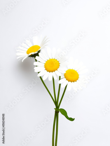 Wallpaper Mural Daisey Flowers Torontodigital.ca