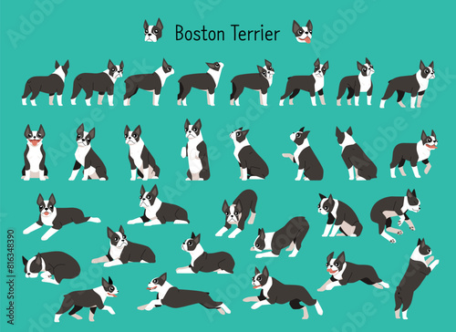 A collection of various Boston Terrier actions and poses. flat vector illustration.	