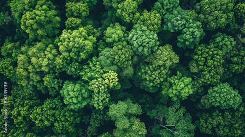 Capture a bird s eye view of lush green trees in the forest with a drone and observe how these dense canopies are efficiently trapping CO2 This verdant landscape serves as a natural backdro © AkuAku