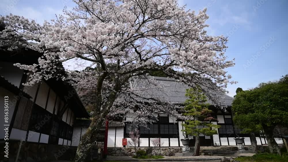 桜咲く春の妙応寺 (岐阜県不破郡, 2024年4月) 桜咲く春の妙応寺 (岐阜県不破郡, 2024年4月)