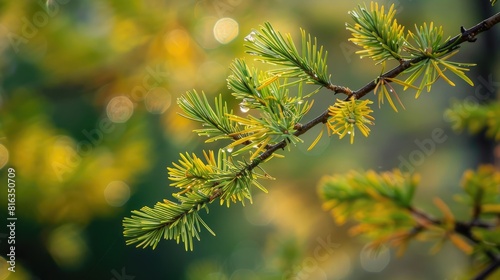 Close up shot of a Larch branch with a tree in the background