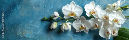 Blooming White Orchids  Panoramic Banner of Beautiful Orchidaceae Branch Isolated on Blue Table Background  Top View