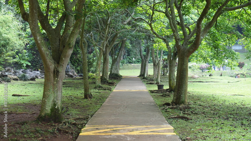 A straight walking or running path in the garden or park with tall green trees next to the path; landscape photography; luscious greenery along the walking path in a garden park A straight walking or running path in the garden or park with tall green trees next to the path; landscape photography; luscious greenery along the walking path in a garden park