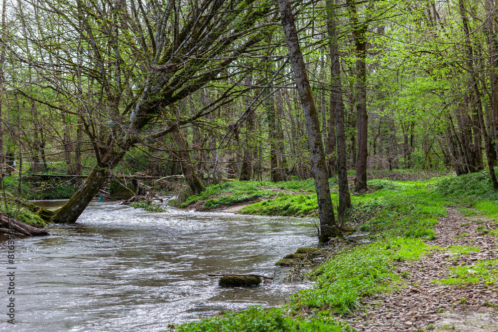 Fototapeta premium river in the woods