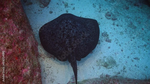 Marbled ray (Taeniura meyeni) resting peacefully on sandy bottom at Cocos Island. surrounding coral walls create a serene and isolated environment for ray's repose. photo