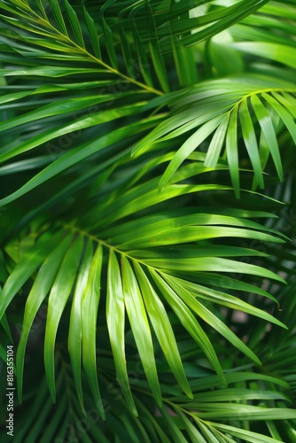 Lush Green Tropical Palm Leaves in Natural Environment