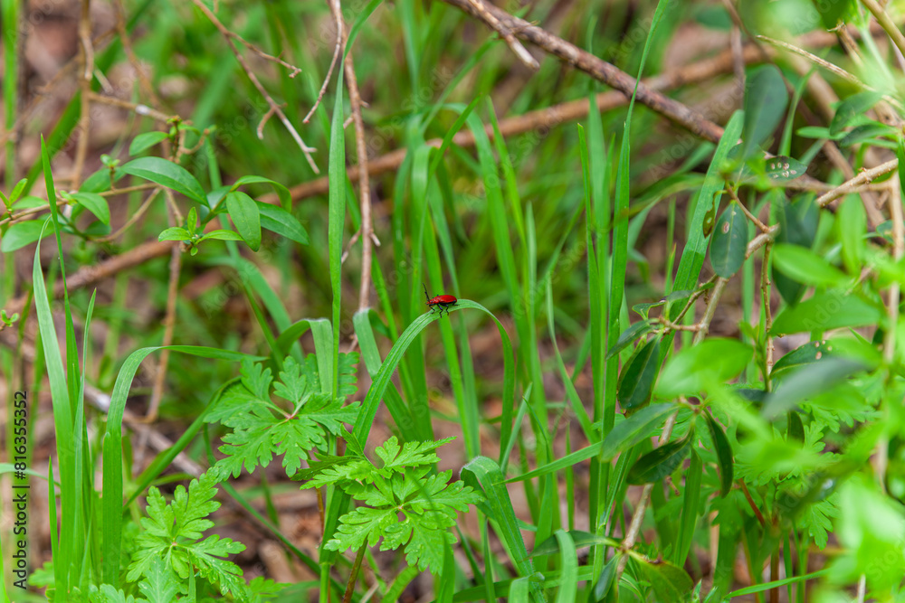 red beetle perched on grass red beetle perched on grass