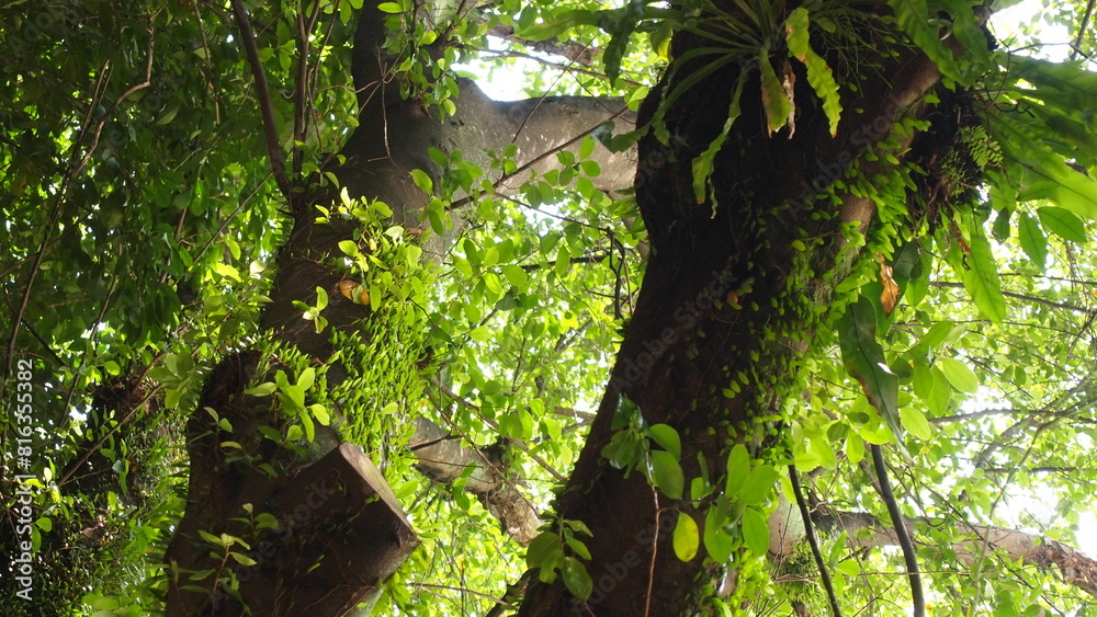 Fototapeta premium Bright green leaves on an old dark tree