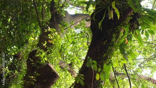 Bright green leaves on an old dark tree