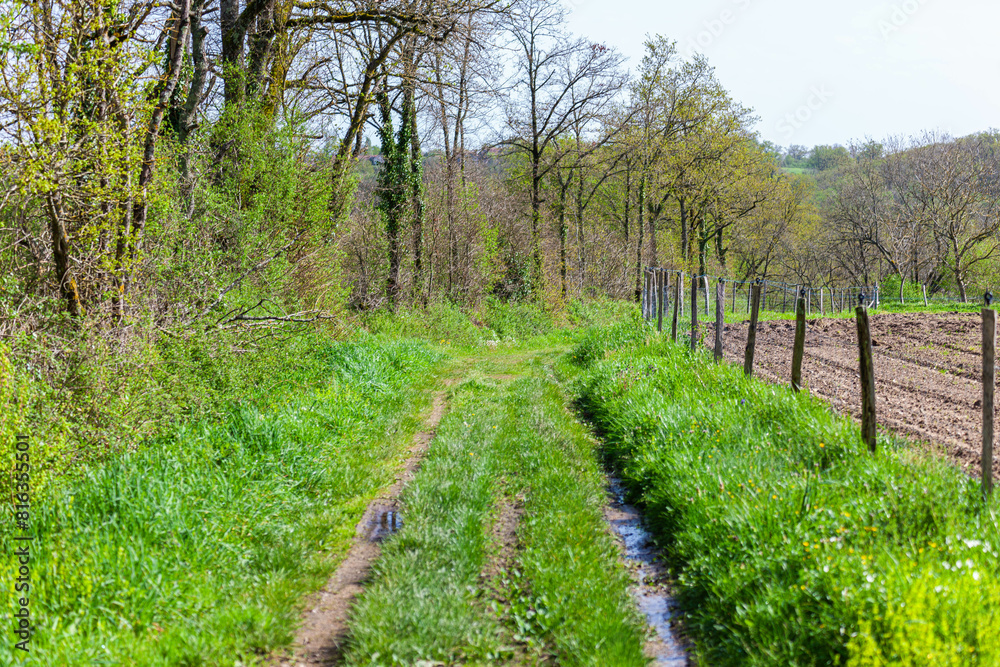 Obraz premium path in the field