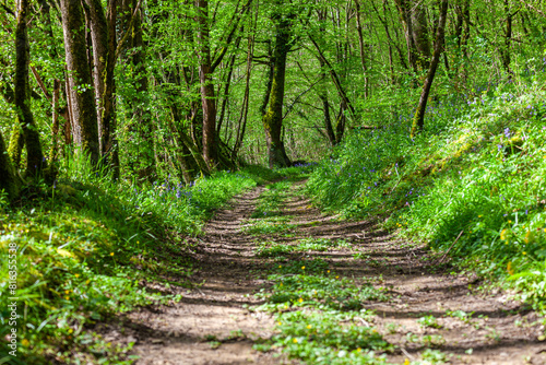 path in the woods