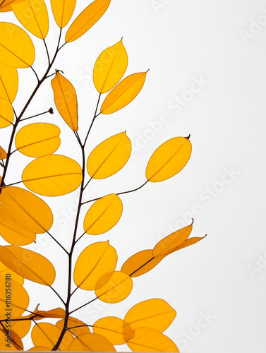 Leaf/leaves/brown/yellow
