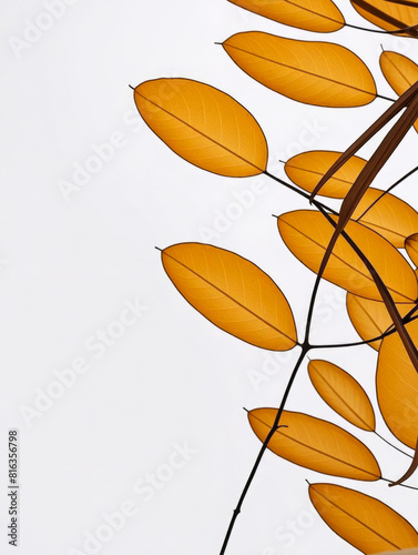 Leaf/leaves/brown/yellow