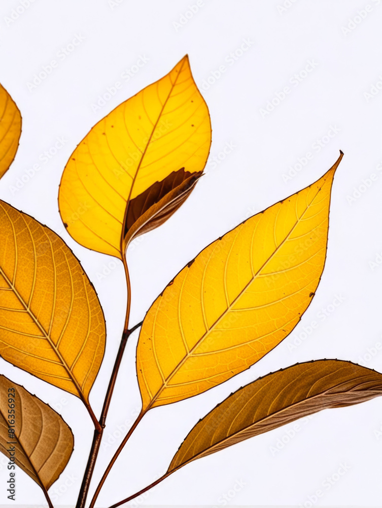 Leaf/leaves/brown/yellow