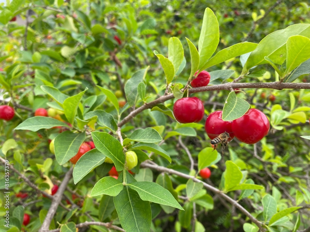 Barbados cherry Barbados cherry