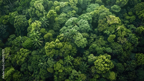 A breathtaking bird s eye view showcases the lush green canopy of the forest illustrating the vital importance of conserving our top ecosystem and the natural environment to protect our pla photo