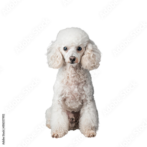 Cute white poodle puppy isolated on transparent background