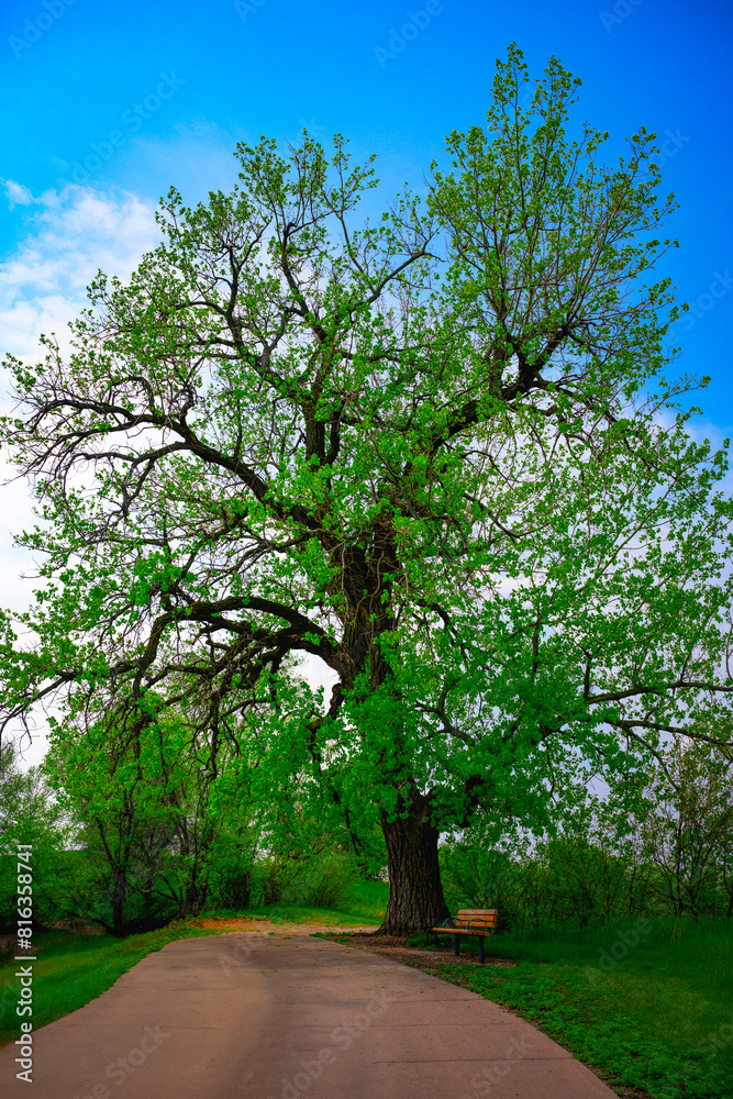 Obraz premium Midwestern tranquil spring park landscape in Sioux Falls, South Dakota: A beautiful large Cottonwood tree and wooden bench on the walking trails in serene woodlands