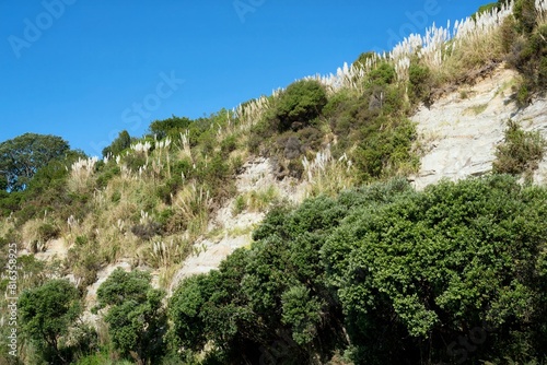 Rocky coastal cliff of New Zealand with tropical vegetation