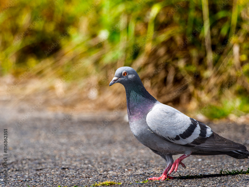 Naklejka premium 地面を歩くドバト