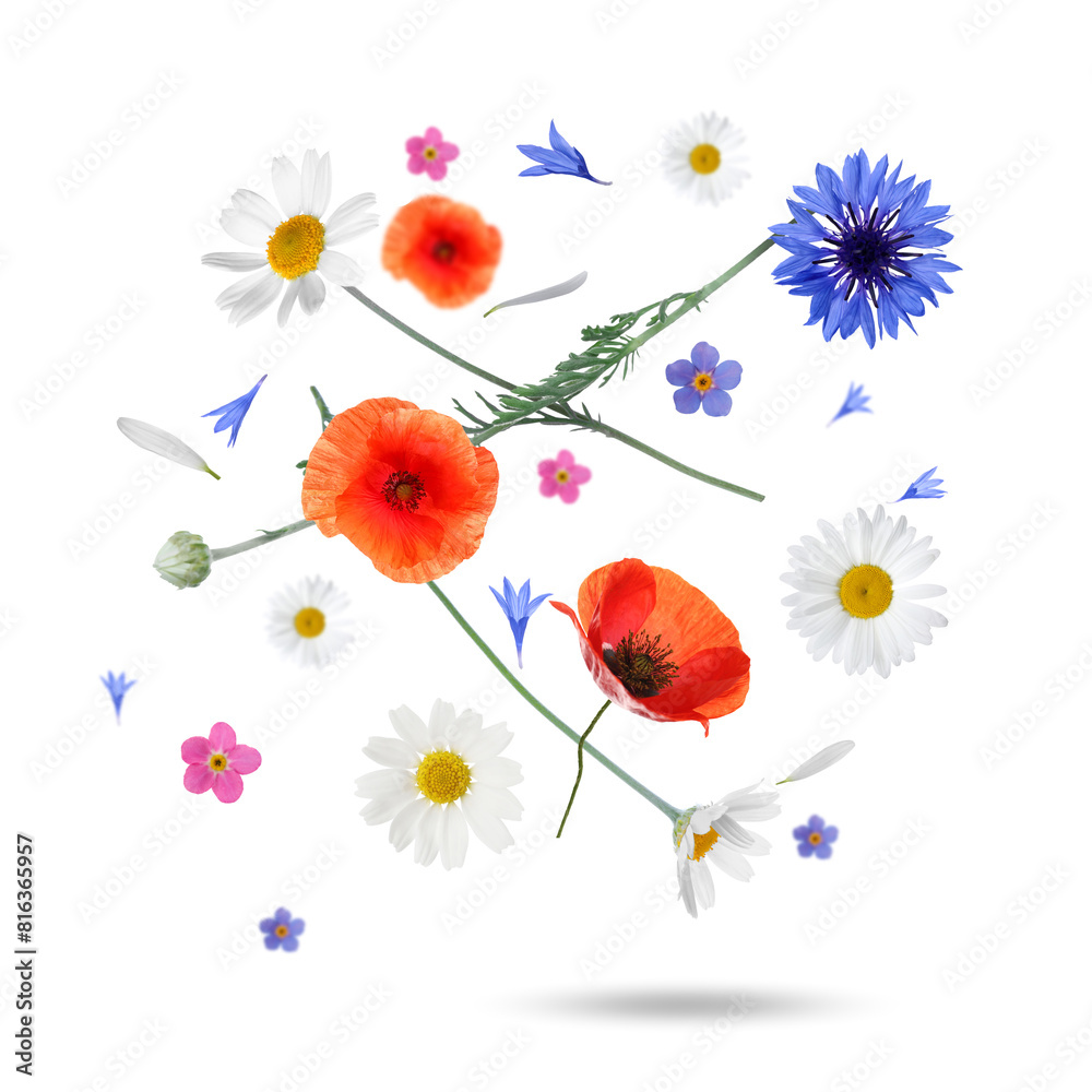 Beautiful meadow flowers falling on white background