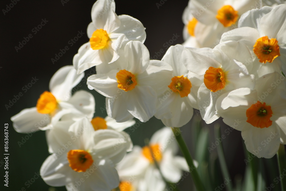 white and yellow daffodils white and yellow daffodils