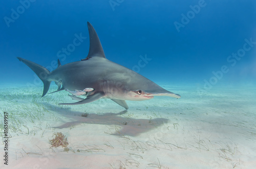 Großer Hammerhai / great Hammerhead shark, Bimini / Bahamas
