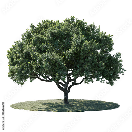 a tree with a shadow on a small patch of grass  transparent background png