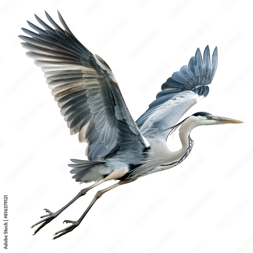 Fototapeta premium a bird flying in the air with its wings spread, transparent background png
