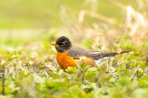 American Robin (Turdus migratorius) in the undergrowth of a garden. A common backyard bird and often the first of spring, it forages for worms and insects in the vegatation photo